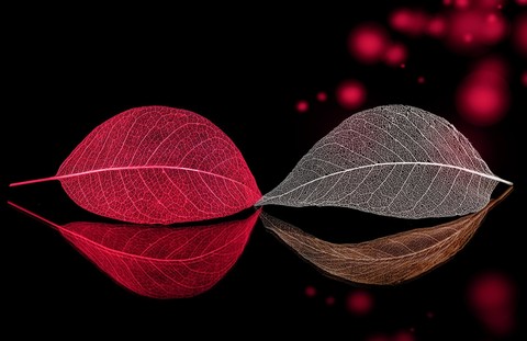 beautiful leafs