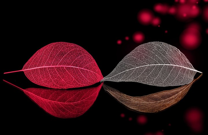 beautiful leafs