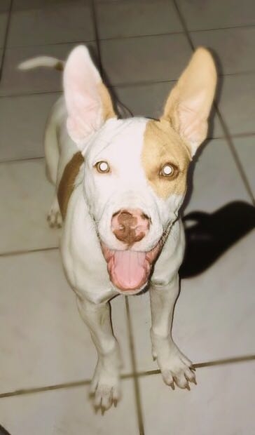 pipoca