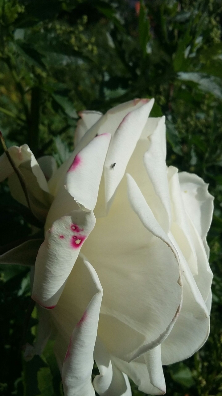 rose
