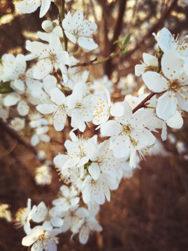 Blüten