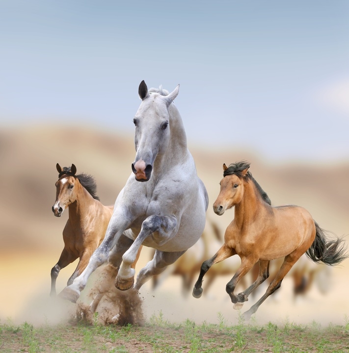 I loved horses..