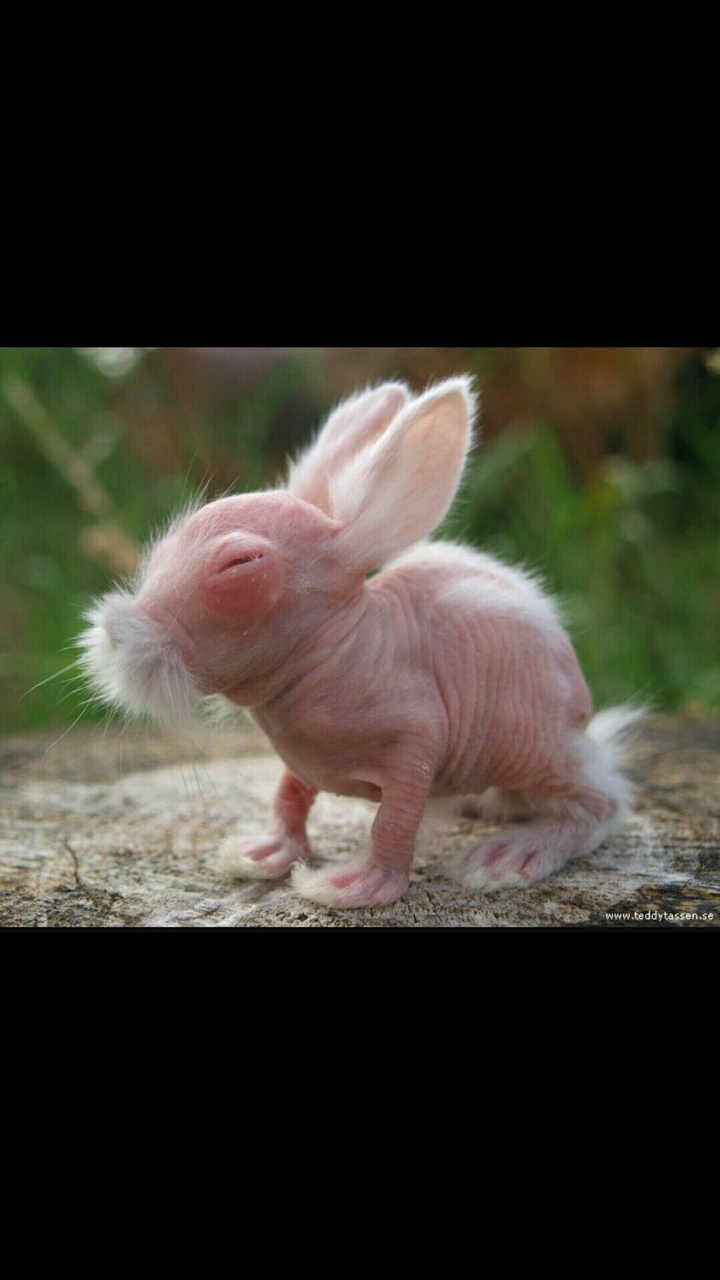 wow.....baby Rabbit looks in old Kung Fu Master