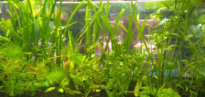 water plants