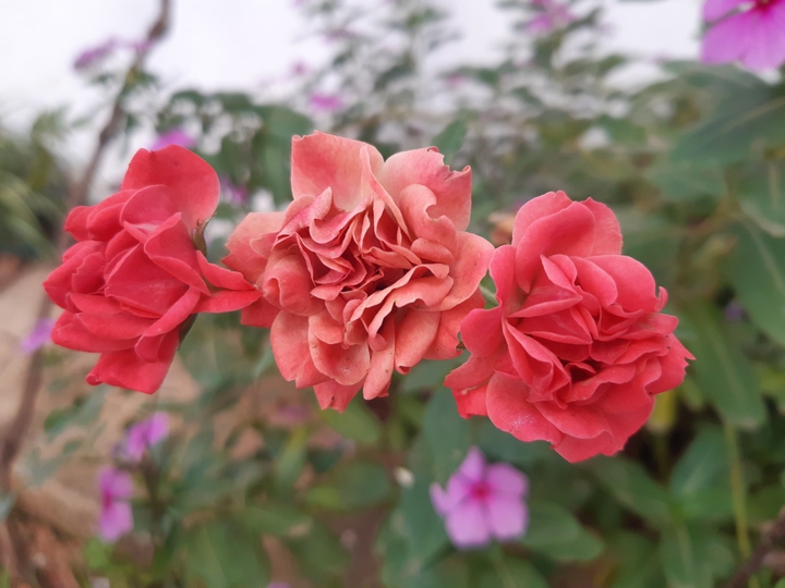 red flower