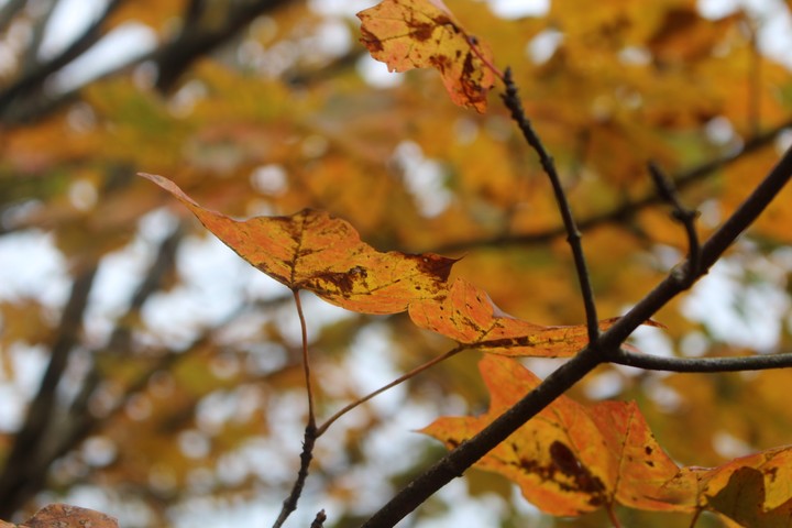Autumn Color