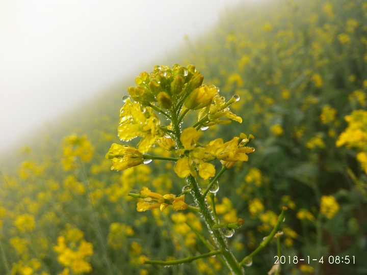 mustered plant
