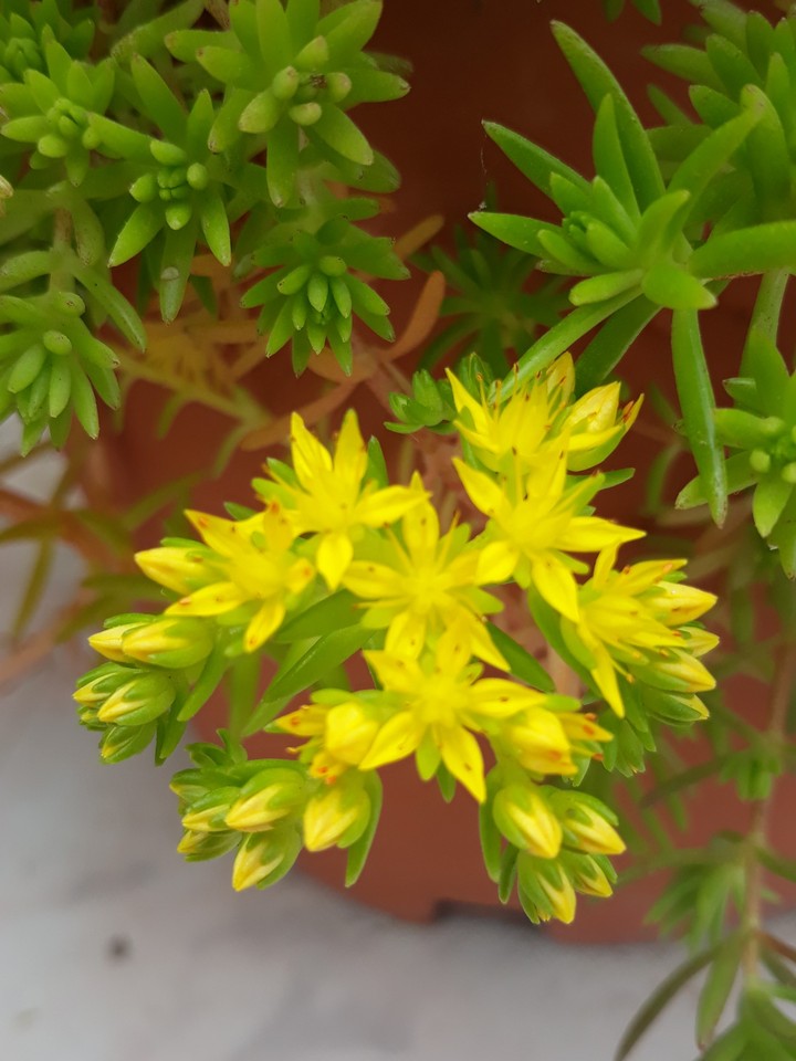 yellow flower