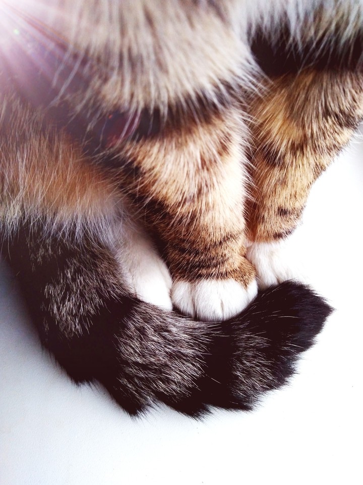 Cat love
