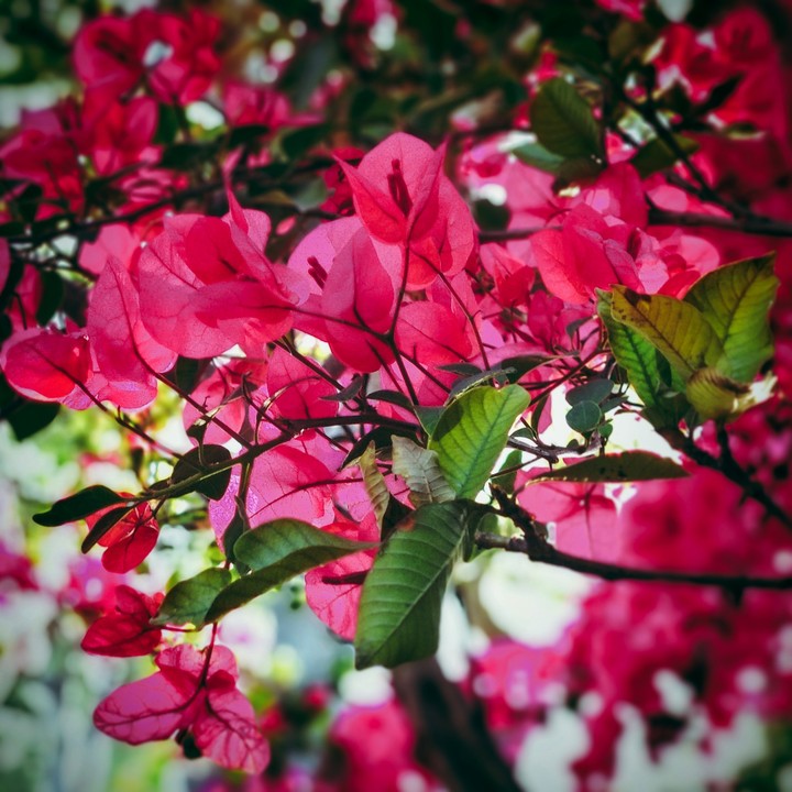 flower