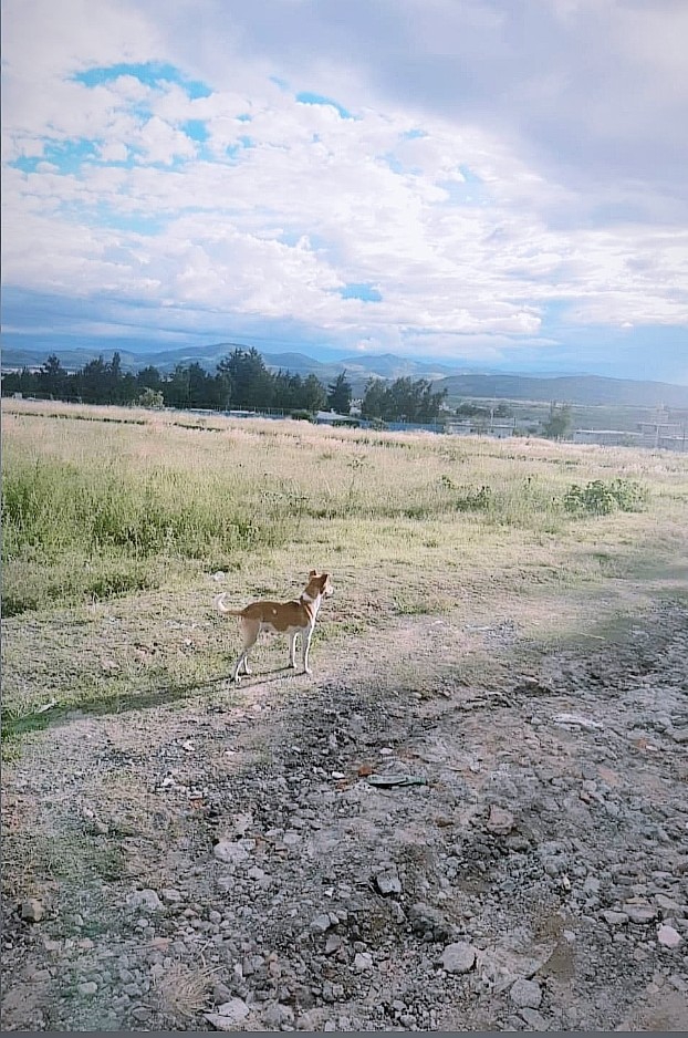 Dog