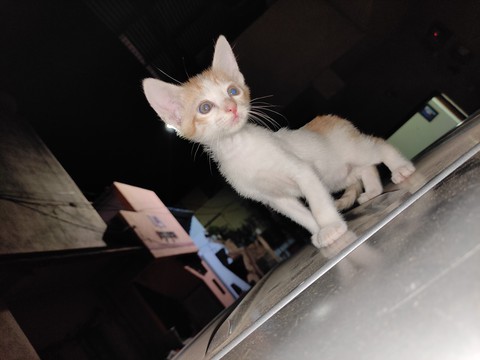 citten