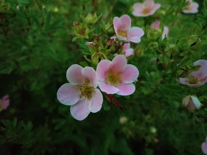 Cinquefoil