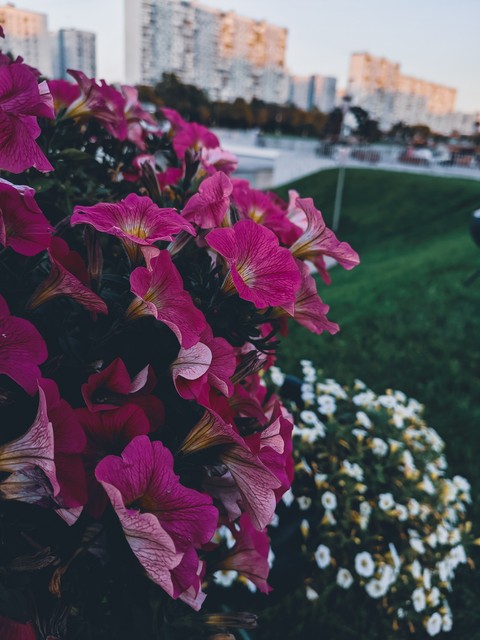 Flowers
