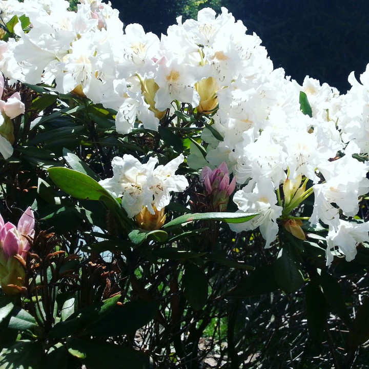 flowers