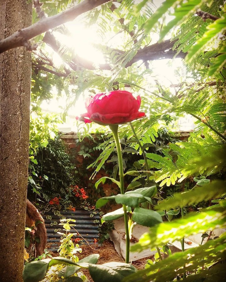 rose