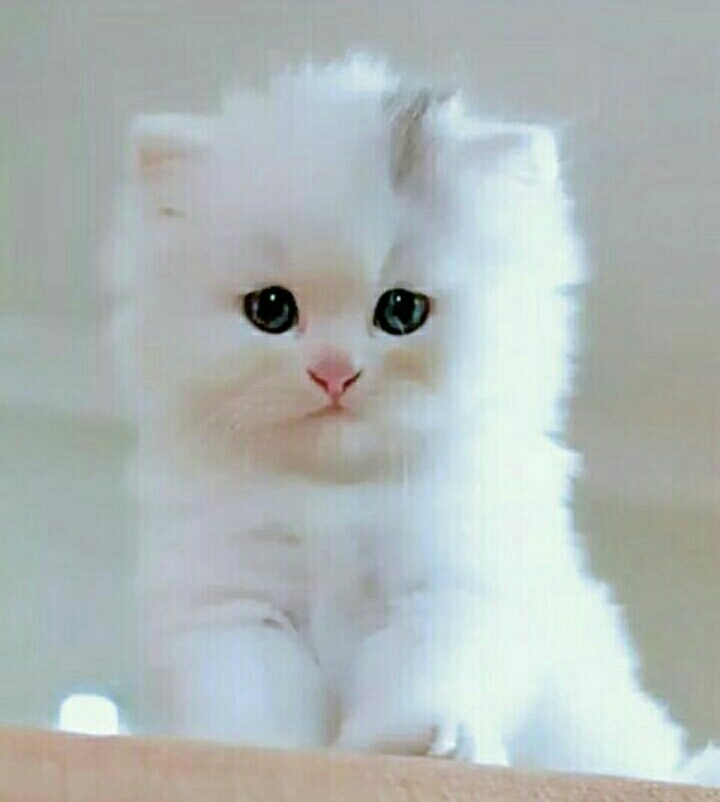 baby cat