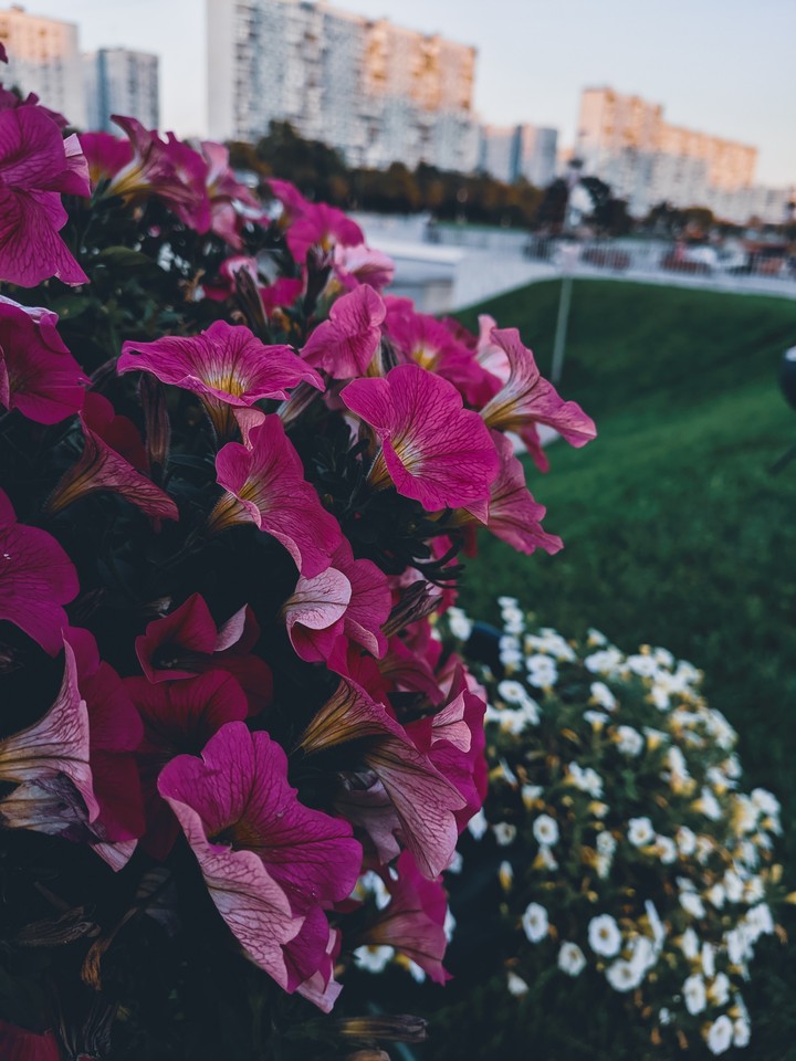 Flowers