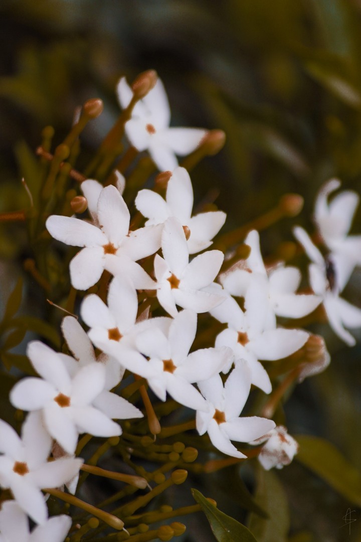Blossom