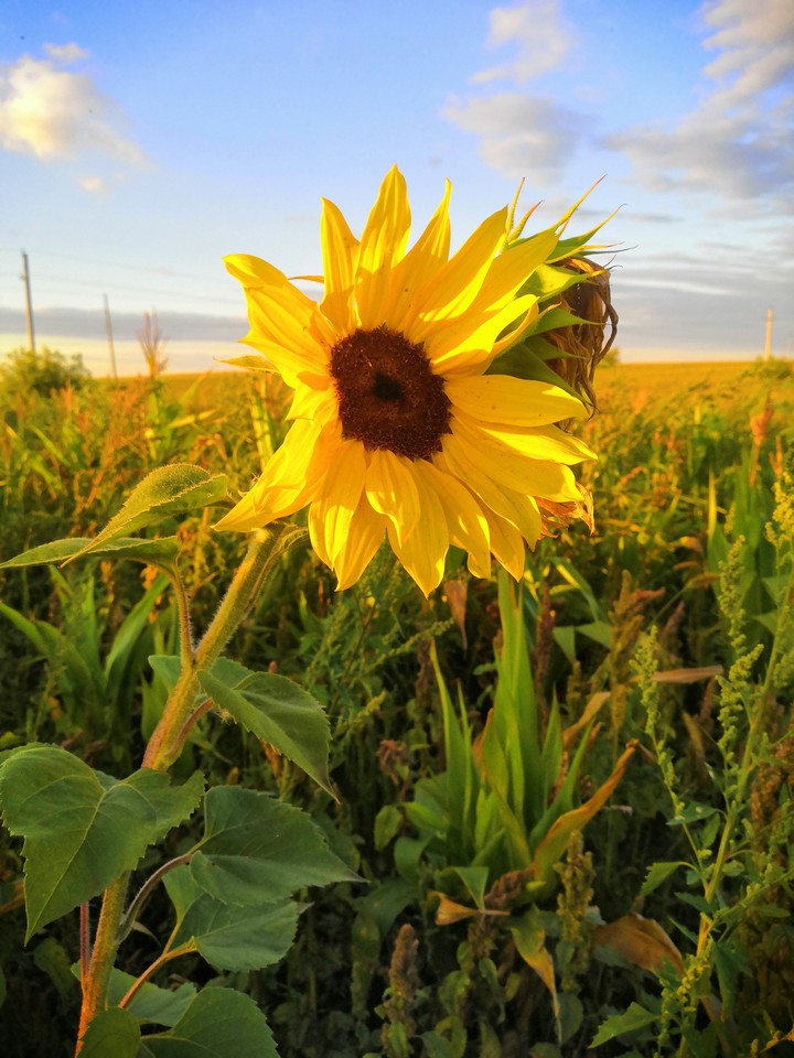Sunflower