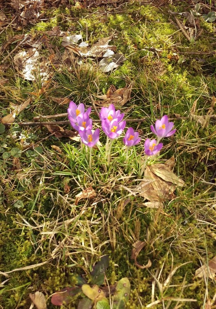 Frühling