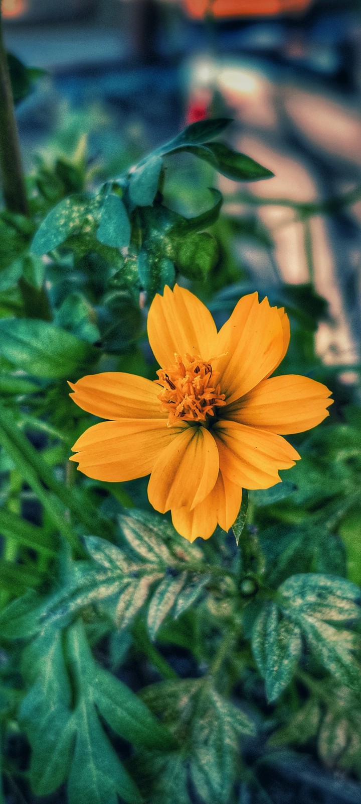 Yellow Flower?️