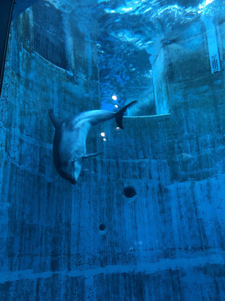 dolphin
