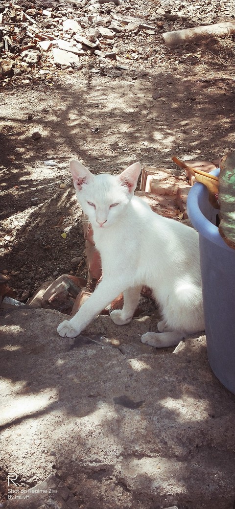 my cat #white cat
