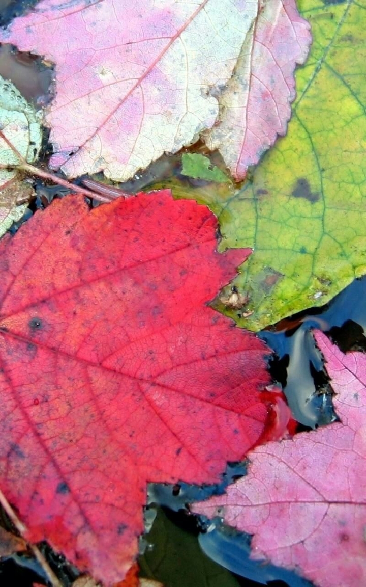 rainbow leaves