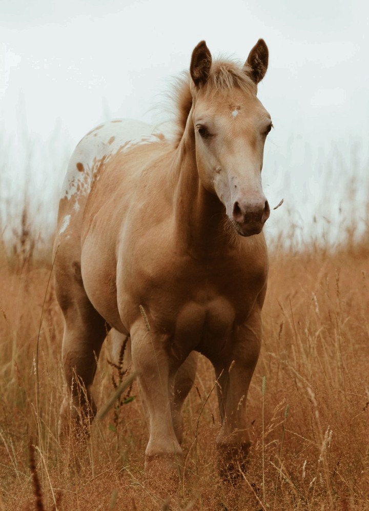 very cute horse