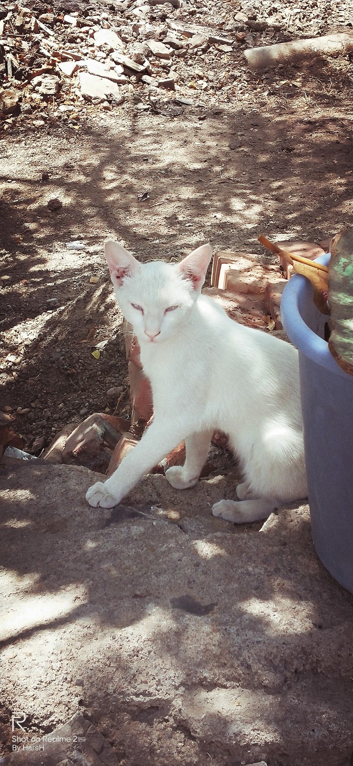my cat #white cat