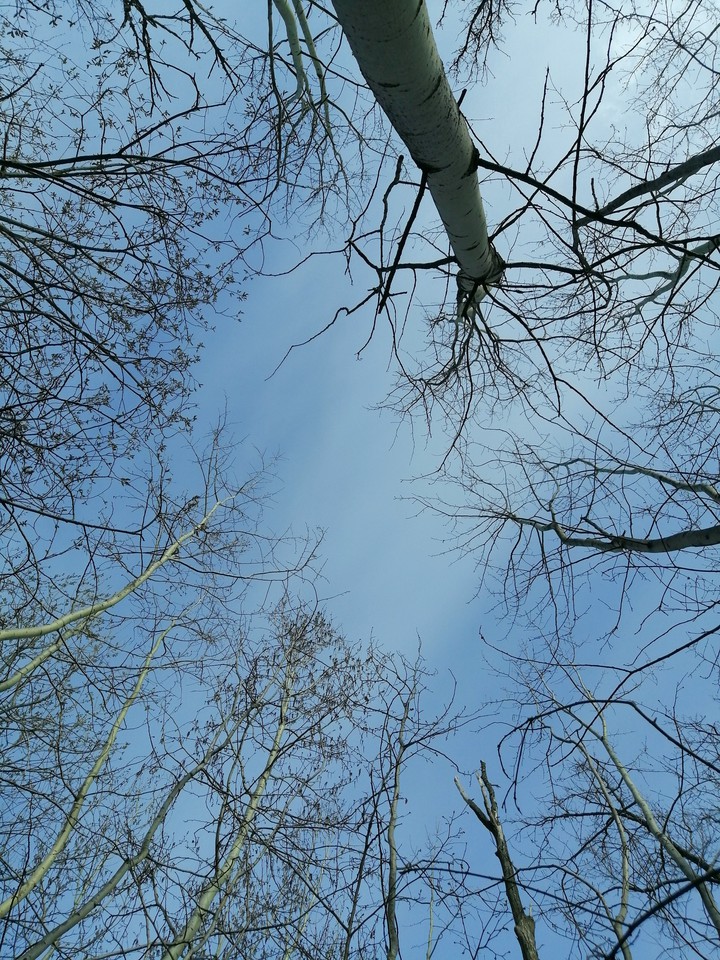 Forest / nature