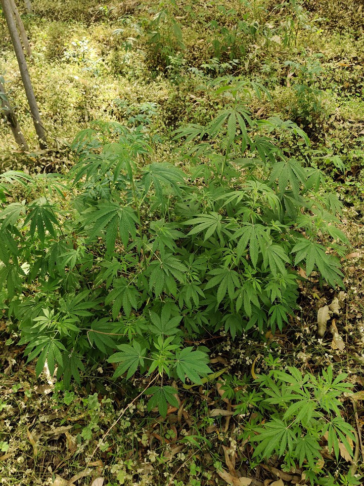 bhaang is the other name of weed