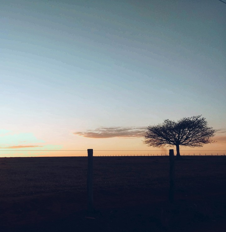 uma árvore solitária