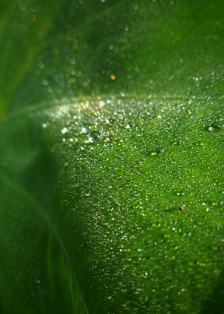 dewdrops