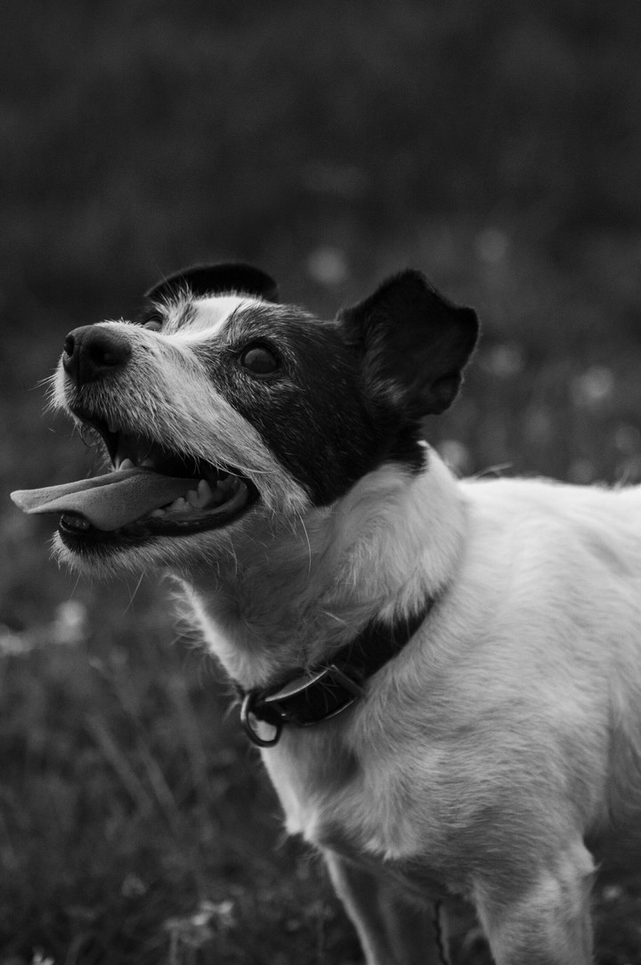 Jack Russell