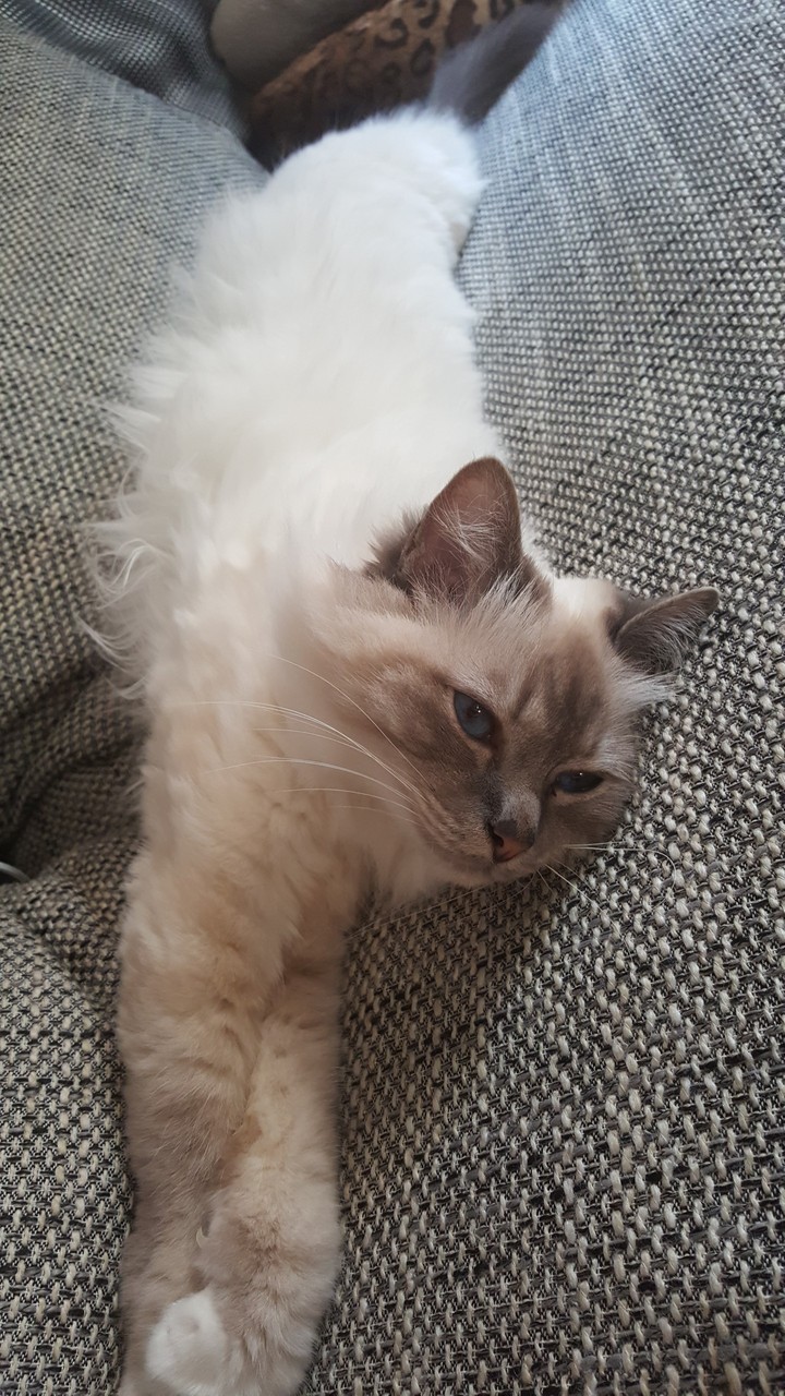 cat