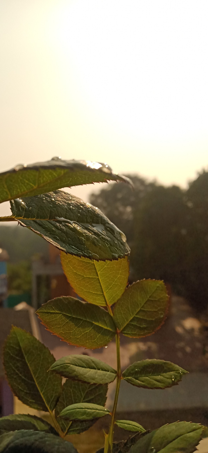 green leaf