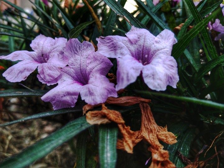 Flower