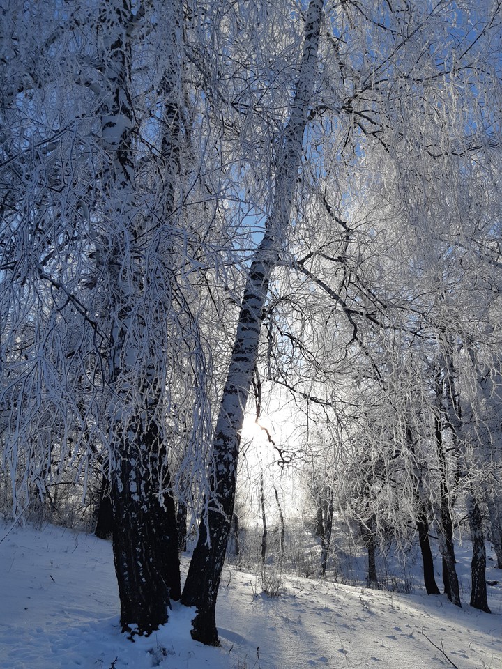 Волшебный лес