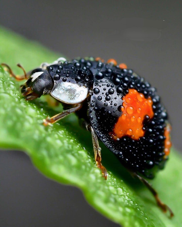 ☘✴ Ladybug