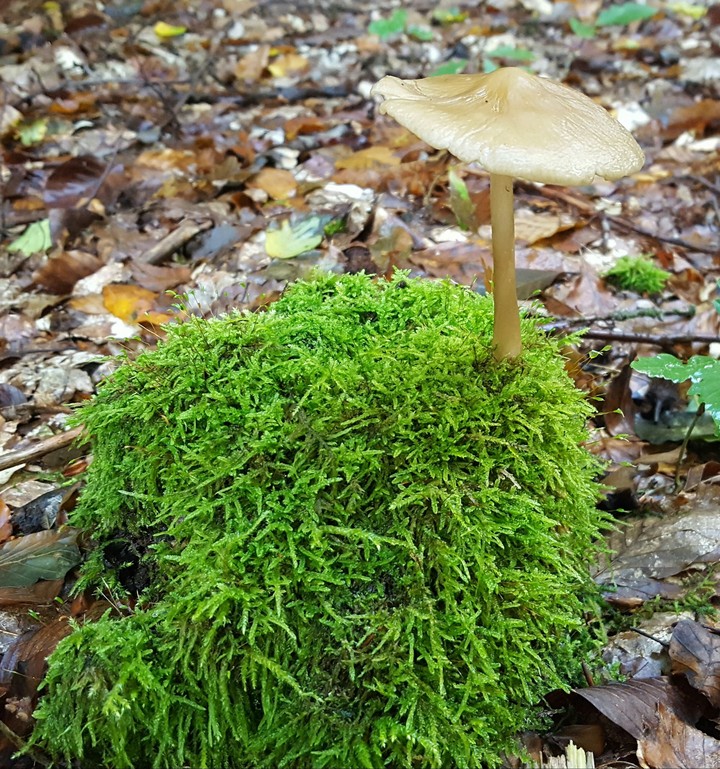 Waldpilz