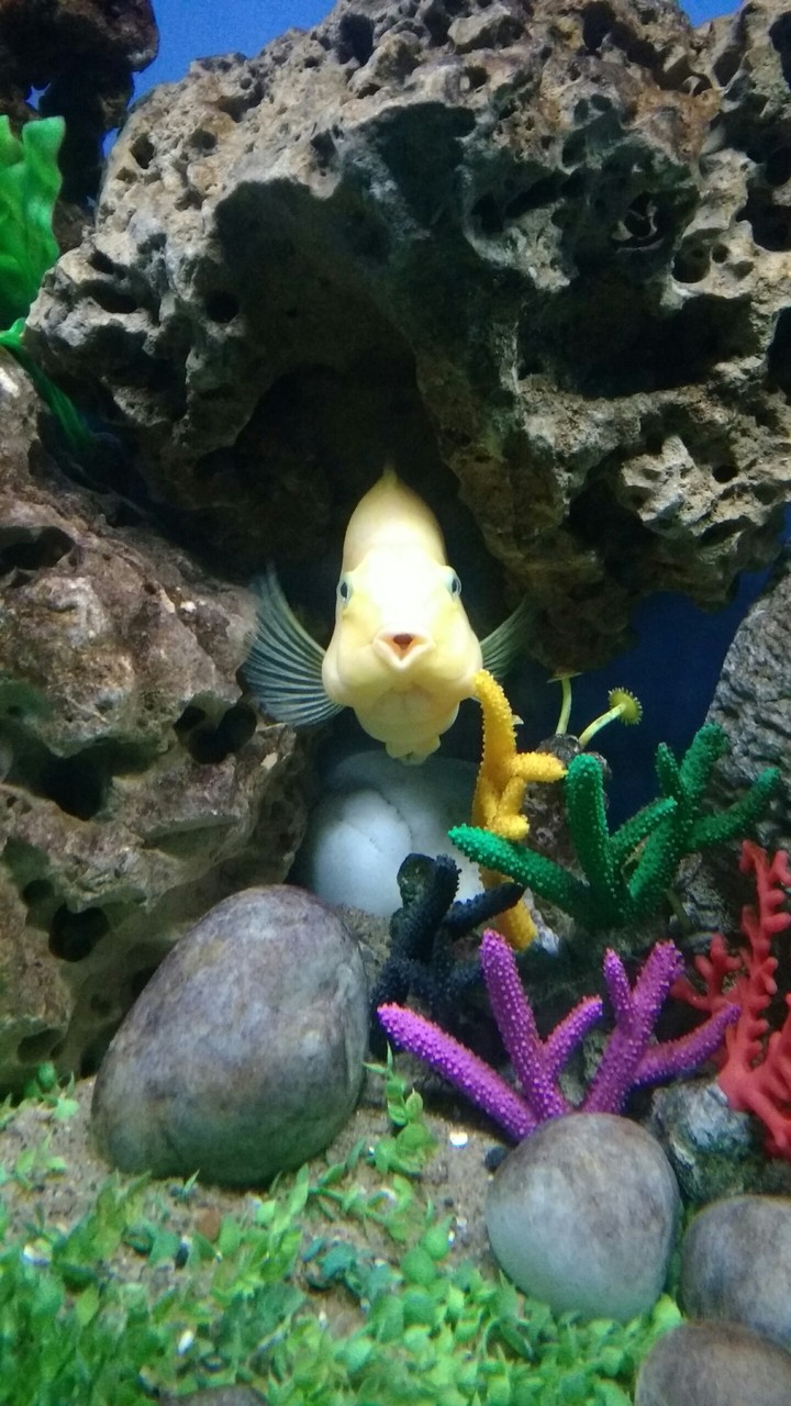 fish