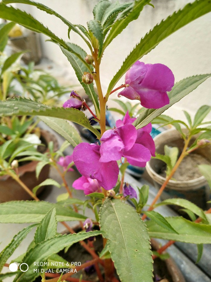 flower