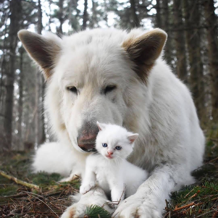 White....  ?