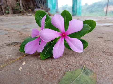 nature beauty ❤️