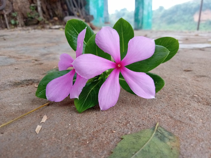 nature beauty ❤️