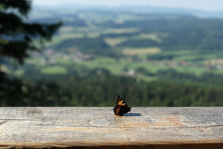 motyl
