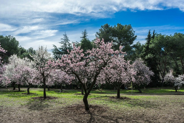 Almendros