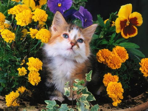 Cat in the flowers ❤️